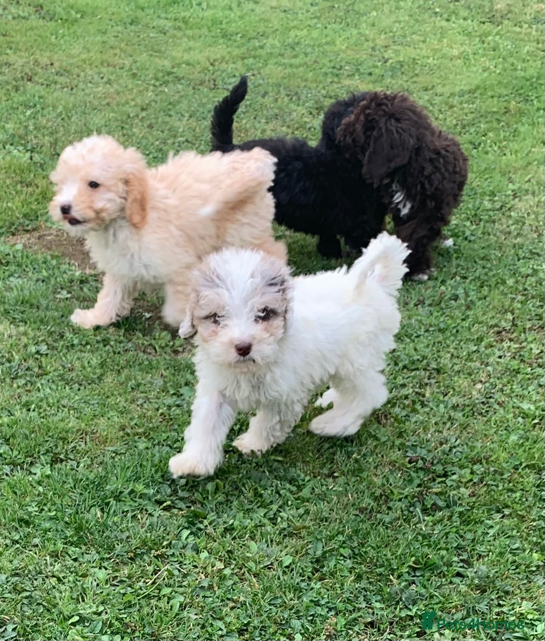 Cockapoo dogs for sale: Amazing cockapoo puppies  - Image 4