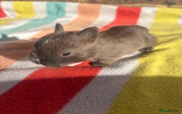 Netherland Dwarf rabbits for sale: Sweet Netherland dwarf bunnies  - Image 1