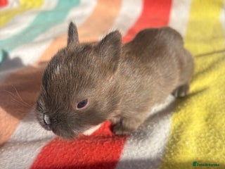 Netherland Dwarf rabbits - Advert 6