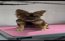 French Bulldog dogs for sale: Full Fluffy Rojo & Tan 🍫🧬 in Bath - Image 4