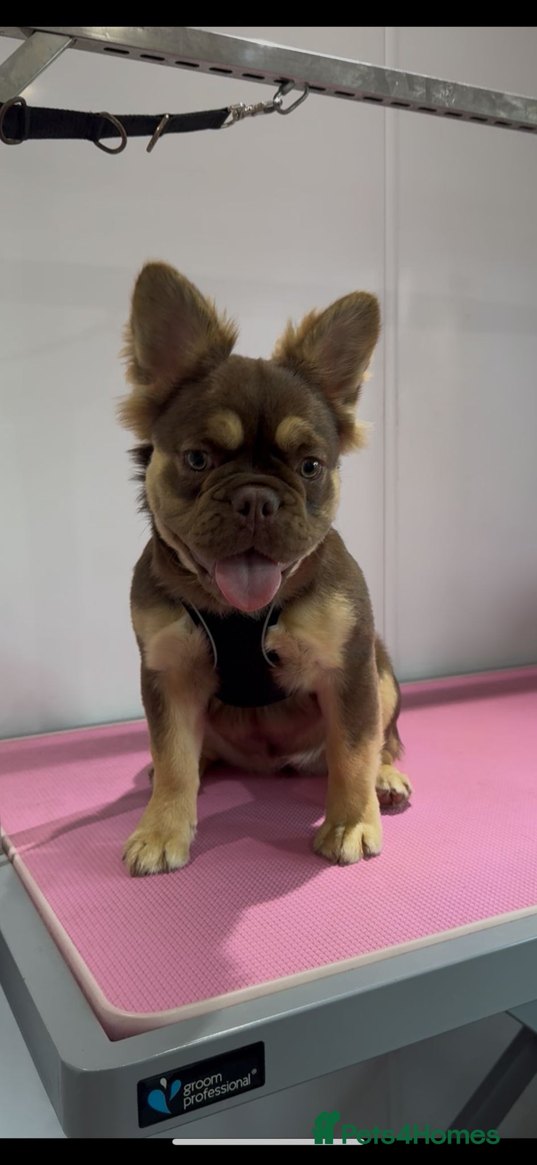 French Bulldog dogs for sale: Full Fluffy Rojo & Tan 🍫🧬 in Bath - Image 4