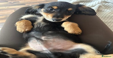 Miniature Dachshund dogs - Advert 16