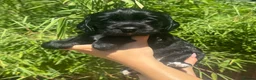 Cocker Spaniel dogs for sale: KC Working Cocker Spaniel Puppies - Advert 7