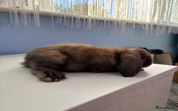 Mini Lop rabbits for sale: 3 pure Mini Lop left  - Image 19