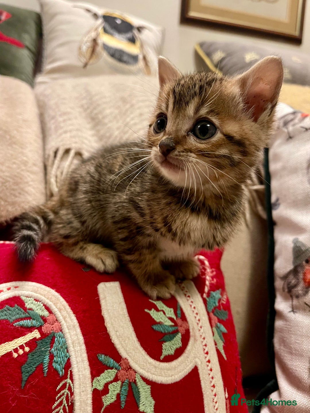 Bengal cats for sale: Registered Vaccinated Quality Bengal Kittens  - Advert 2