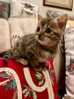 Bengal cats Registered Vaccinated Quality Bengal Kittens - Advert 5