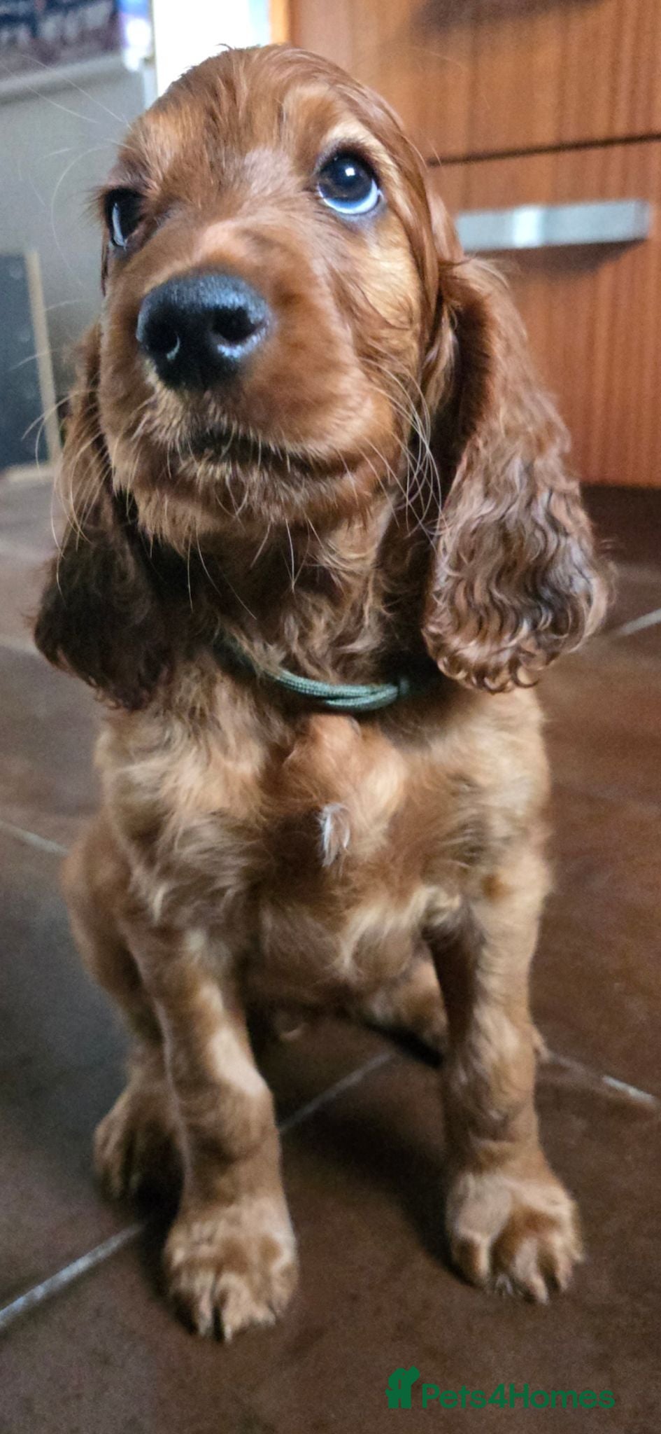 Irish Setter dogs KC Registered Beautiful Irish Setter Puppies  - Advert 1