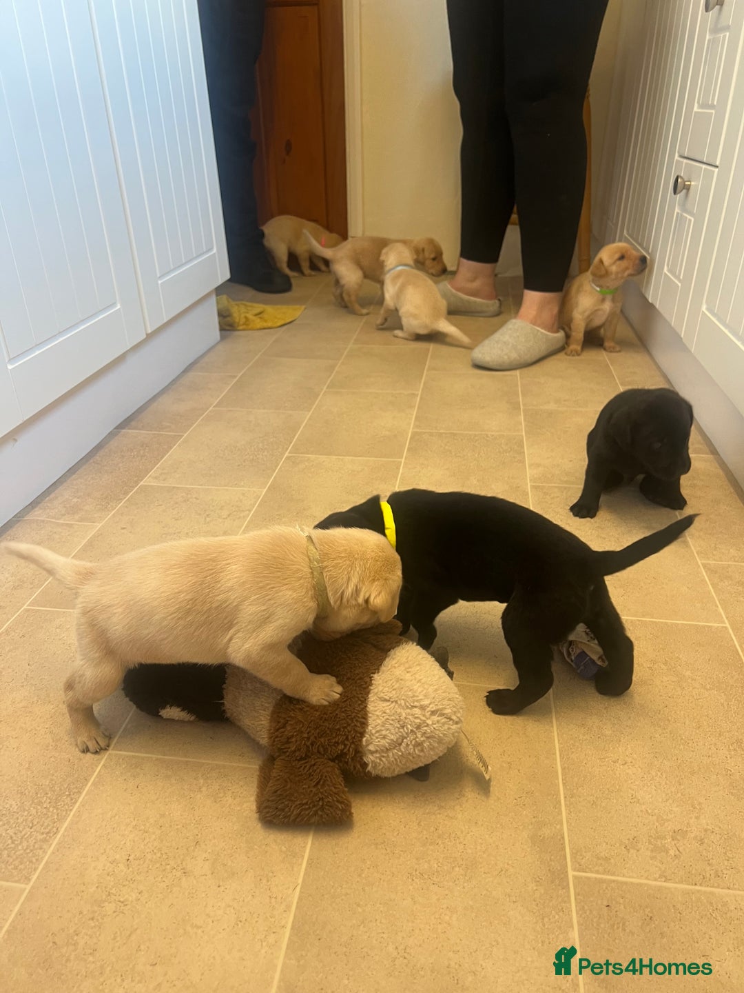 Labrador Retriever dogs for sale: Working/Active Pet - Image 7