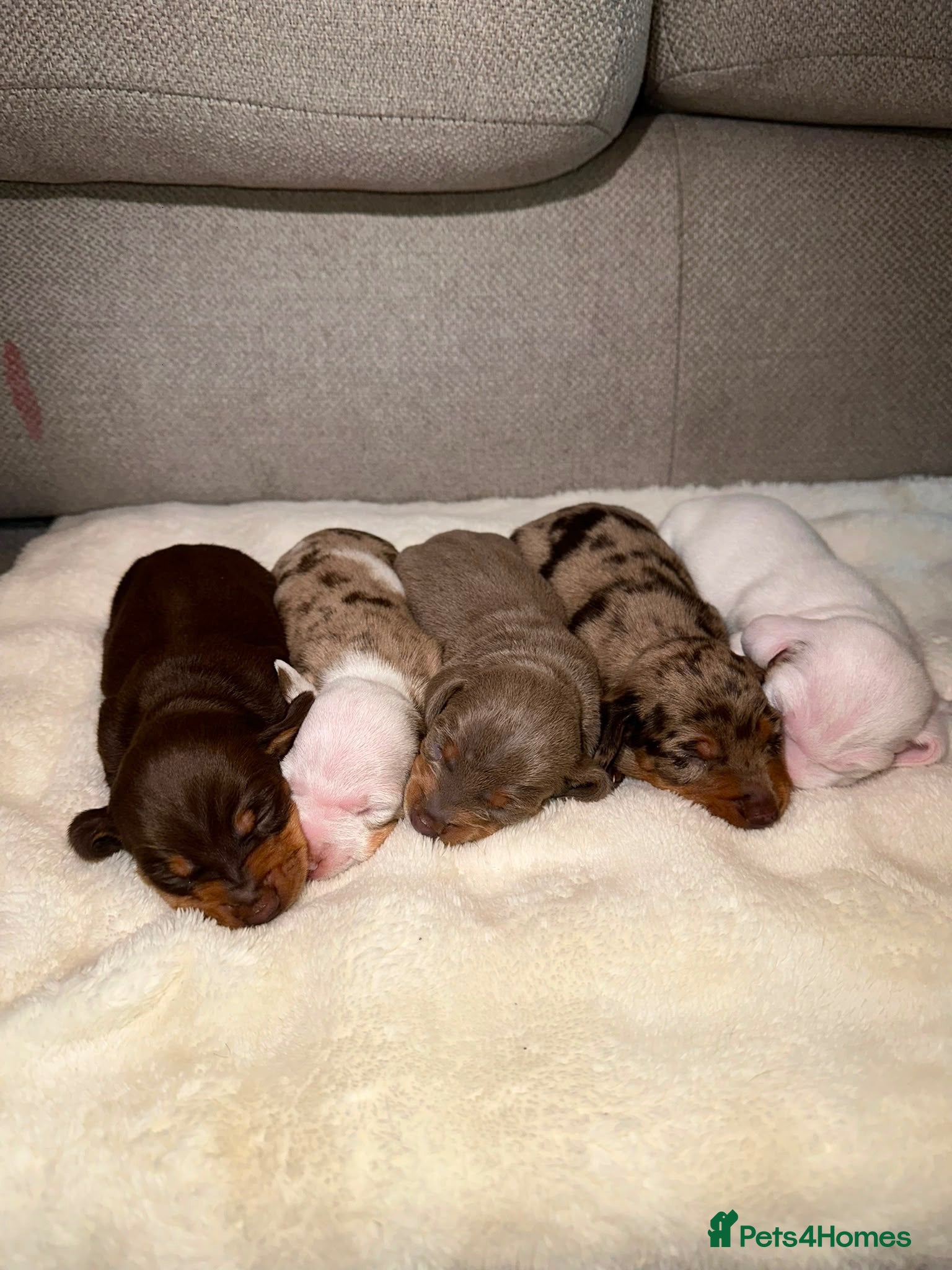 Dachshund dogs Beautiful Daschund pups  - Advert 1