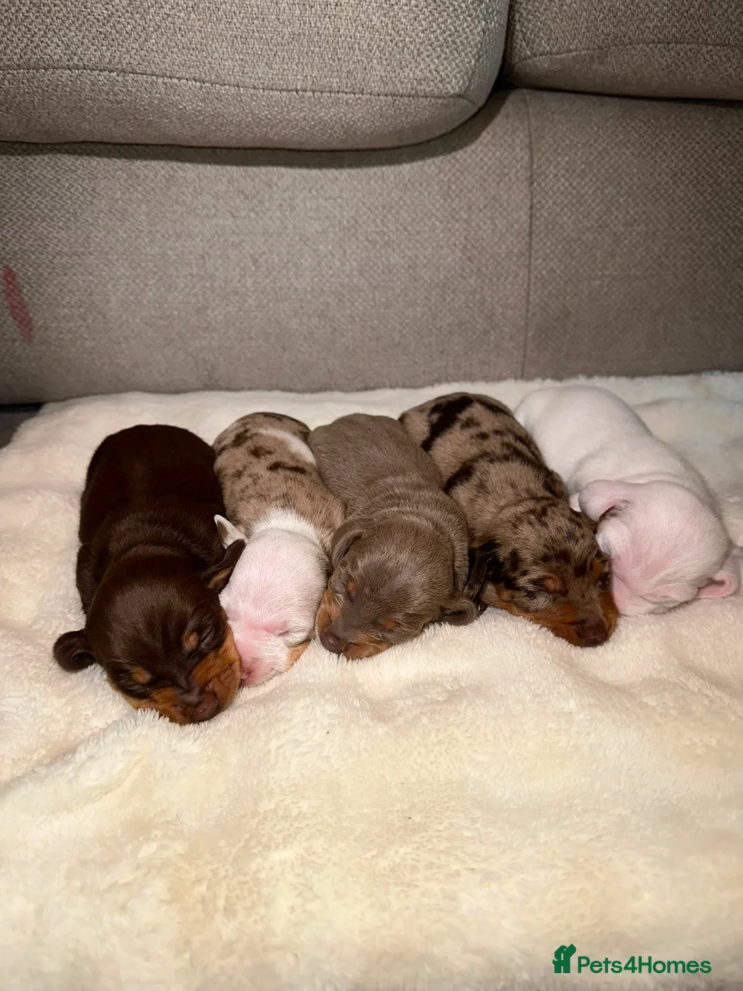 Dachshund dogs for sale: Beautiful Daschund pups  - Advert 1