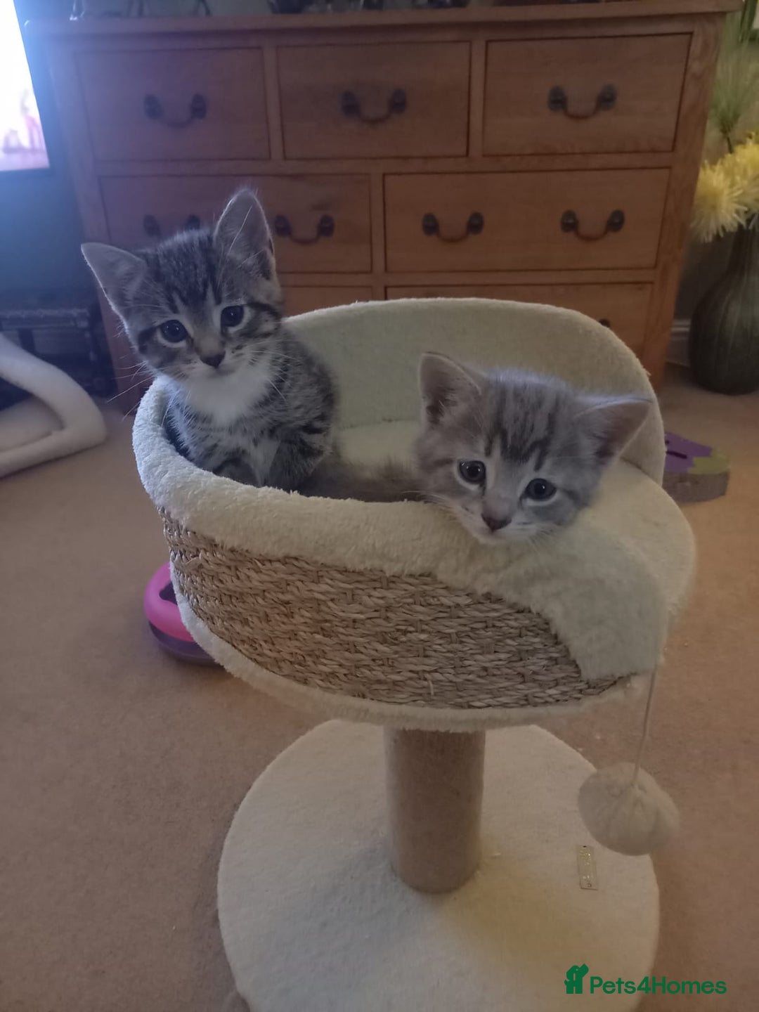 Mixed Breed cats for sale: 3 BEAUTIFUL KITTENS 😸 AVAILABLE  - Advert 16