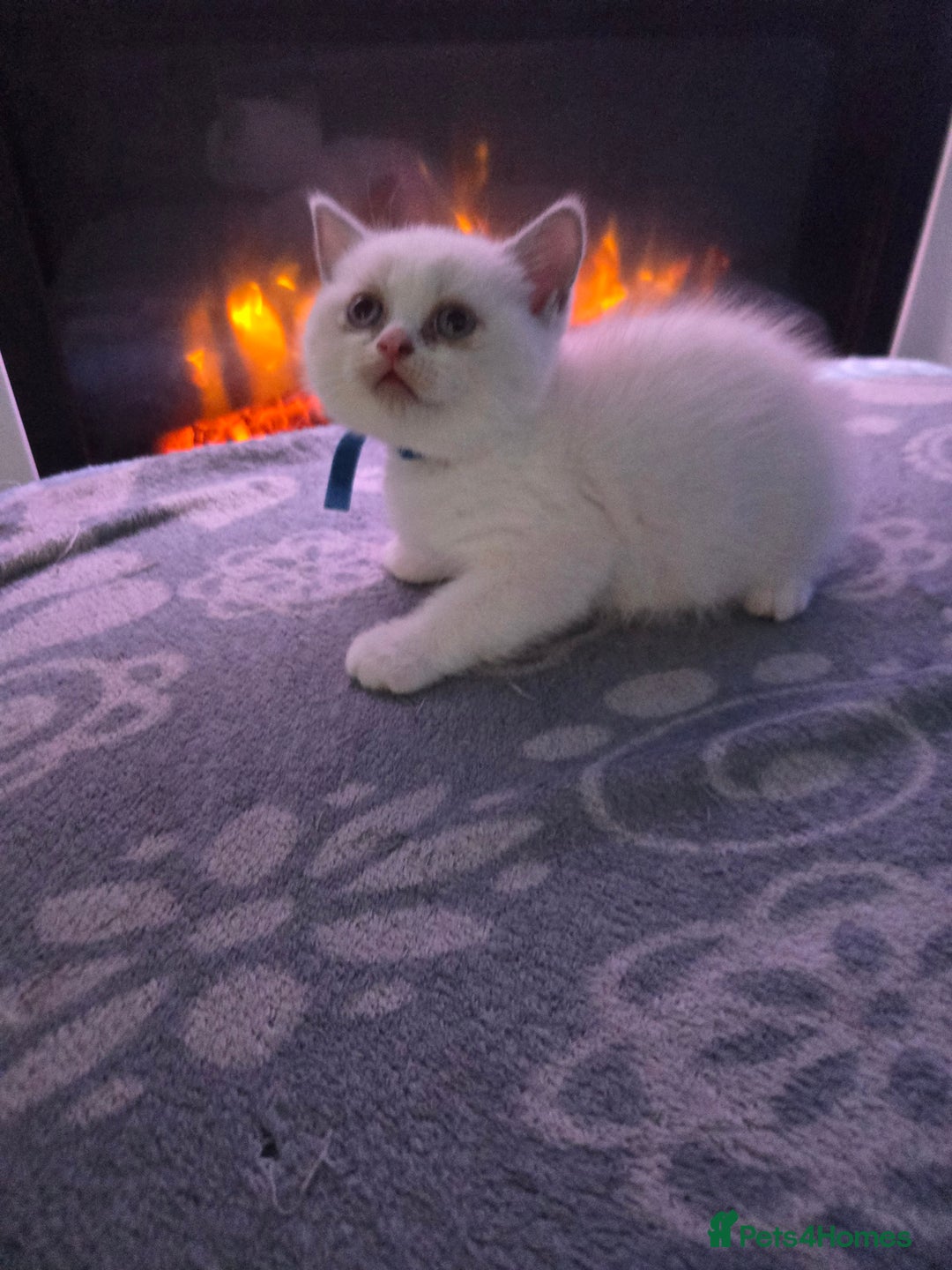 British Shorthair cats for sale: Full pedigree british short hair kittens - Image 3