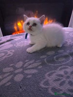 British Shorthair cats - Advert 7