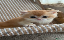 British Shorthair cats for sale: GCCF BSH BY12 GOLDEN CHOCOLATE KITTENS  - Image 2