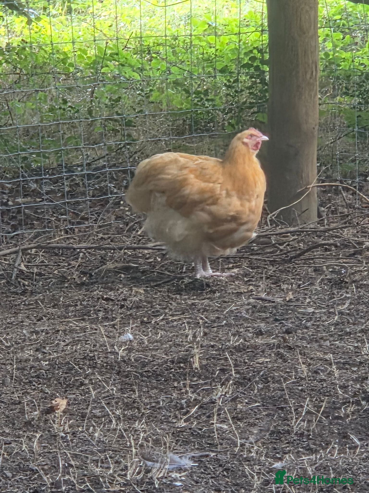 Chickens poultry Young buff oprington male - Advert 1