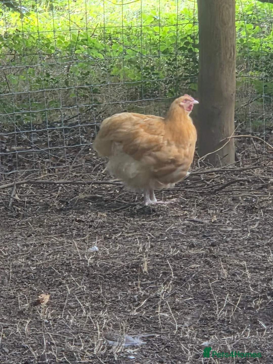Chickens poultry for sale: Young buff oprington male - Advert 1