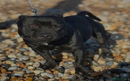 Staffordshire Bull Terrier dogs for stud: Black and blue studs - Image 6