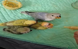 Lovebirds birds for sale: Hand Reared Peach Faced Lovebird Babies - Image 17
