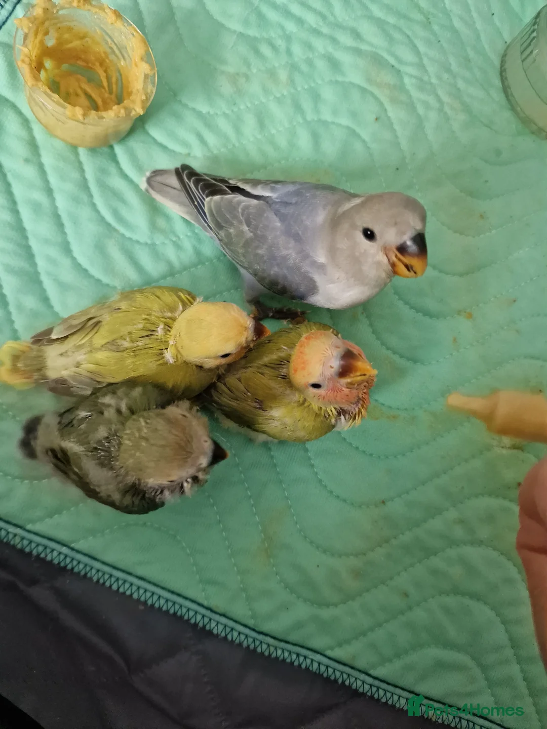 Lovebirds birds for sale: Hand Reared Peach Faced Lovebird Babies - Advert 17