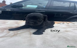 Cocker Spaniel dogs for sale: cocker spaniel puppies - Image 14