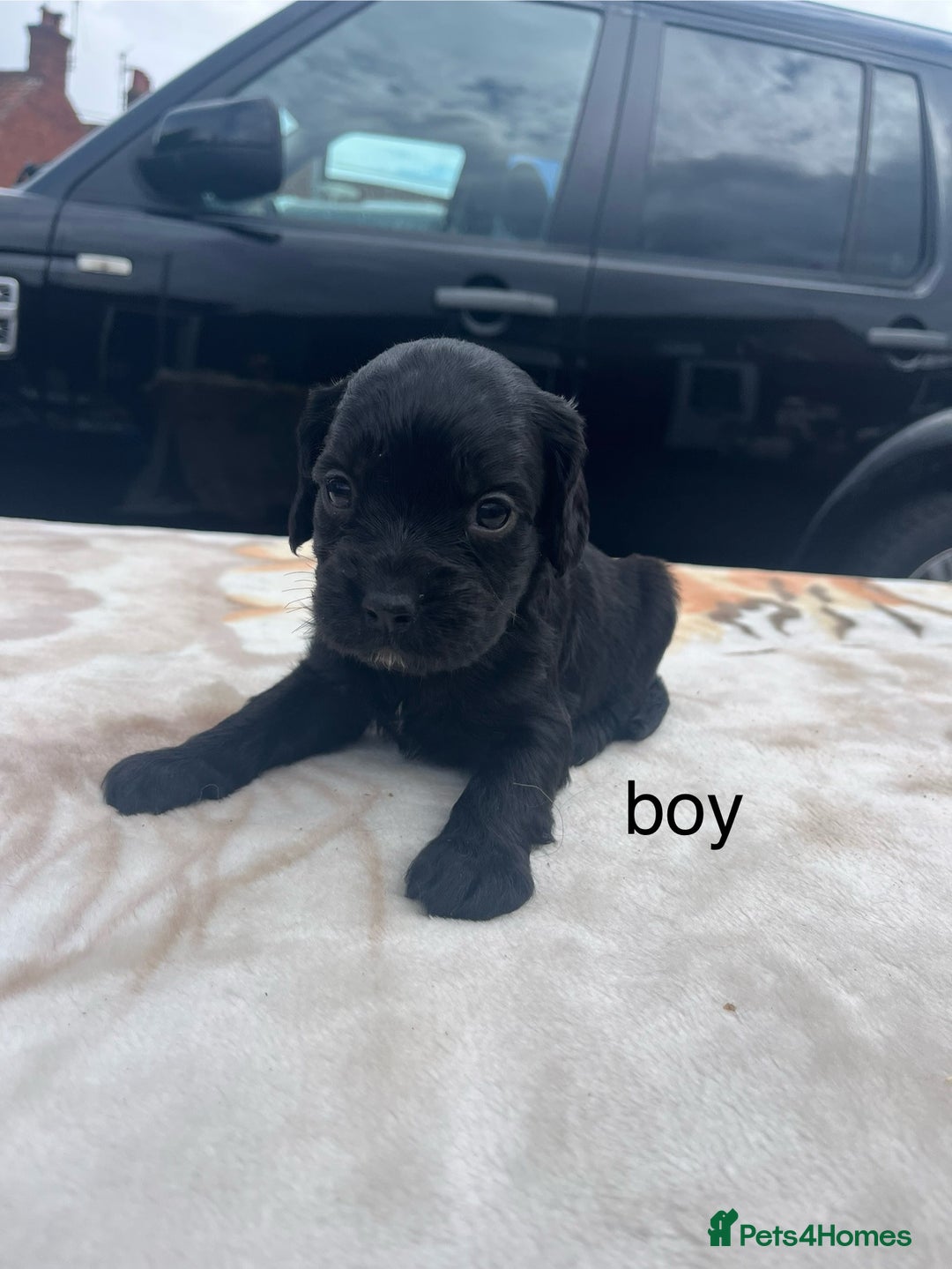 Cocker Spaniel dogs for sale: cocker spaniel puppies - Image 14