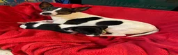 Jack Russell dogs for sale: Gorgeous little boy pup in Carmarthen - Advert 1