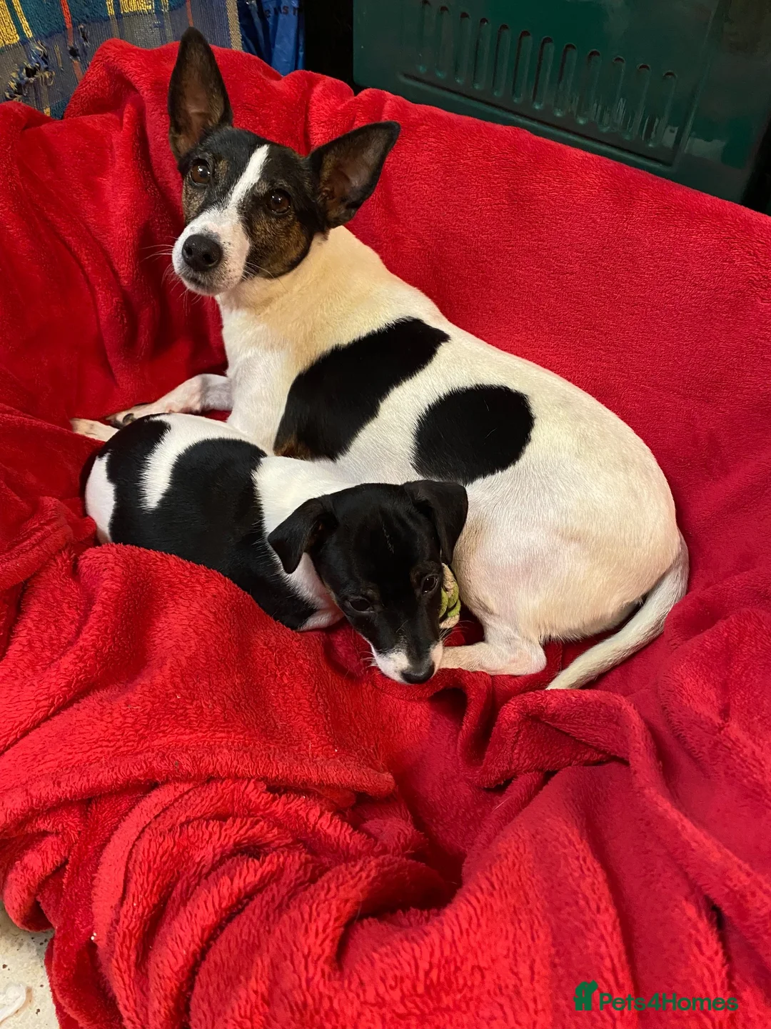 Jack Russell dogs for sale: Gorgeous little boy pup in Carmarthen - Advert 1