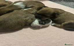 Lhasa Apso dogs for sale: 6 beautiful Lhasa apsos  - Image 9
