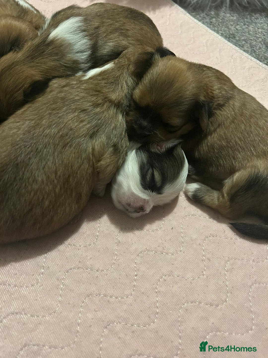 Lhasa Apso dogs for sale: 6 beautiful Lhasa apsos  - Image 9