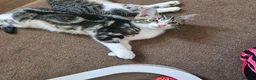 Mixed Breed cats for sale: Beautiful Kittens - 2 Boys & 1 Girl - Ready Now!!! - Advert 6