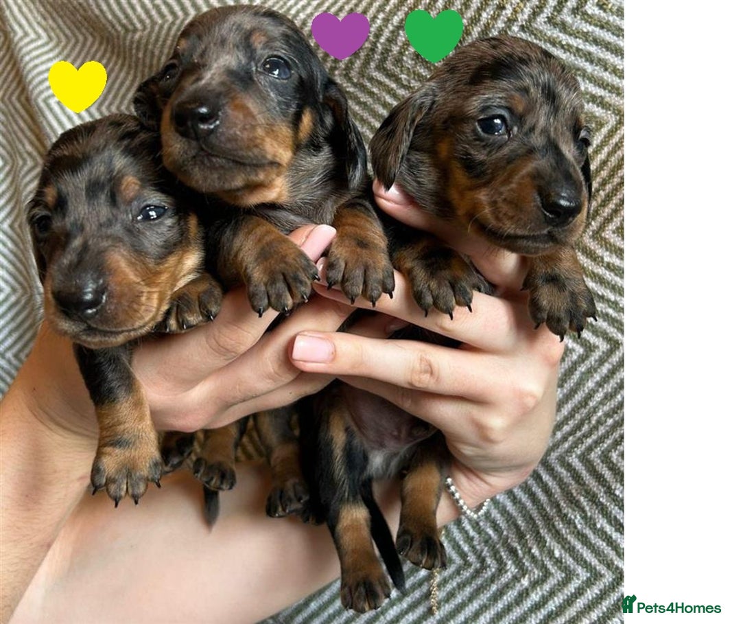 Miniature Dachshund dogs for sale: Miniature Dachshund Puppies for Sale - Image 9