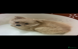Pomeranian dogs for sale: Pomeranian puppies girl and boy  - Image 11