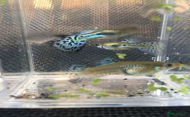 Live Bearers fish - Advert 1