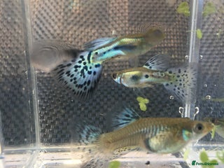 Live Bearers fish - Advert 12
