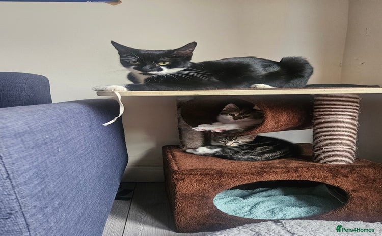 Mixed Breed cats - Advert 10