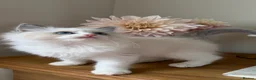 Ragdoll cats for sale: 🏆 RAGDOLL KITTENS 🏆 SHOW QUALITY  - Advert 24