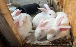 New Zealand rabbits for sale: Pure white New Zealand  - Image 5