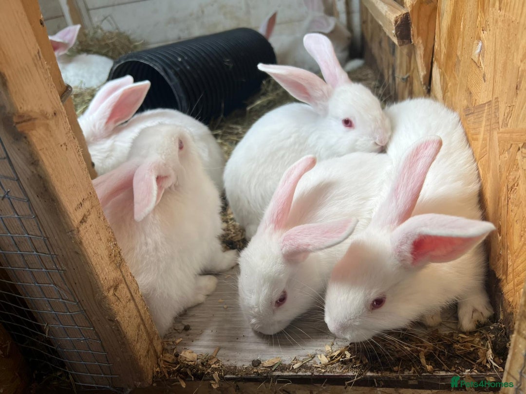 New Zealand rabbits for sale: Pure white New Zealand  - Image 5