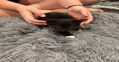 Mixed Breed cats - Advert 12