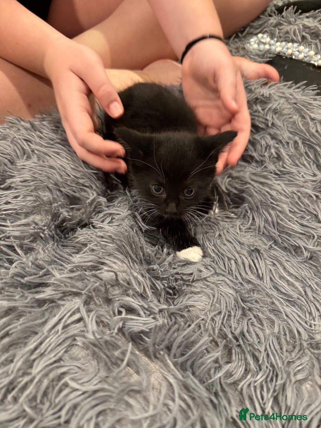 Mixed Breed cats for sale: Kittens for sale  - Image 2