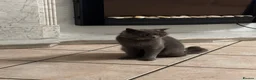 British Shorthair cats for sale: Blue British Shorthair - Advert 3