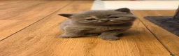 British Shorthair cats for sale: Beautiful British Shorthair Kitten  in London - Advert 10