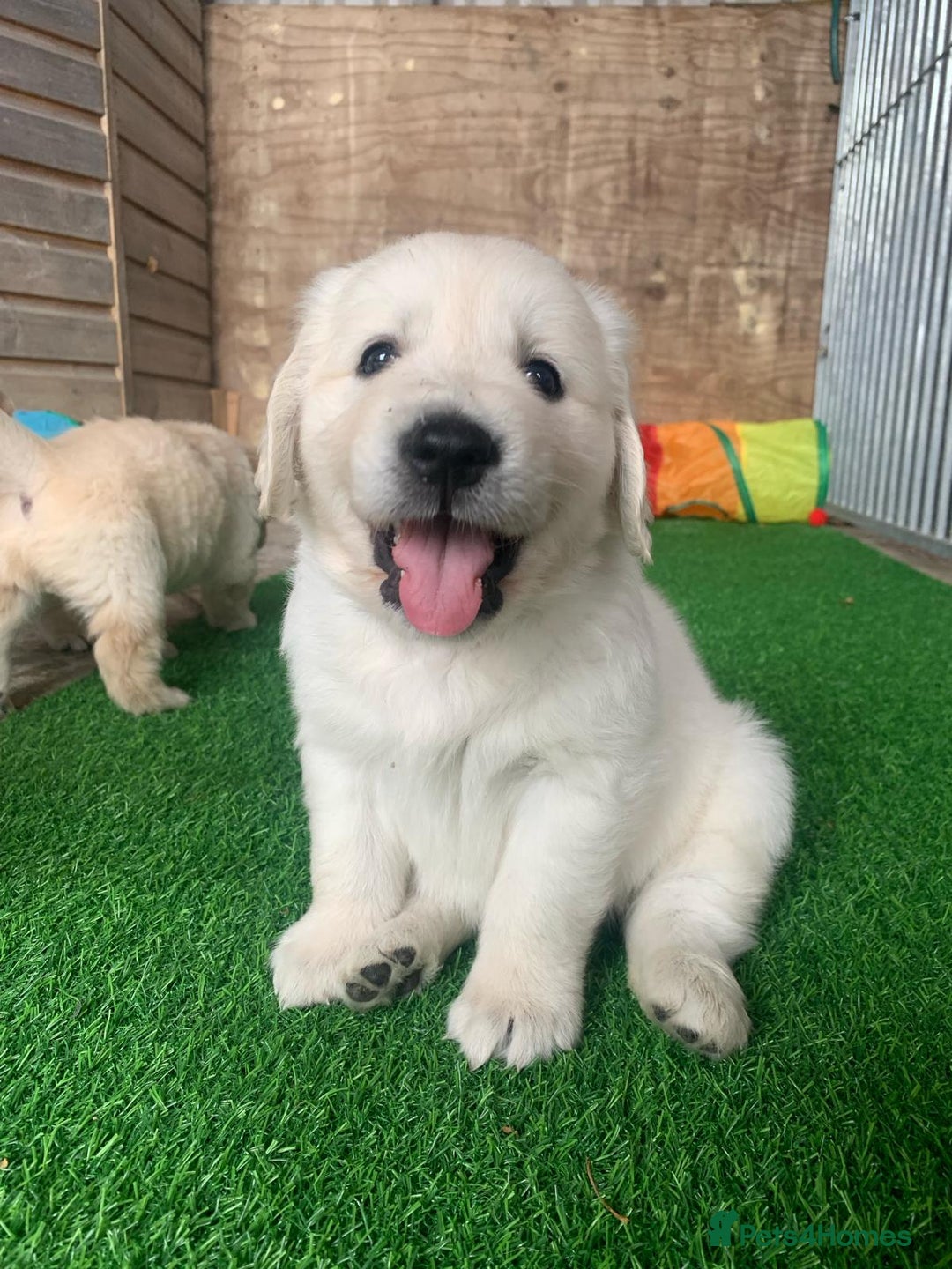 Golden Retriever dogs for sale: Beautiful, pedigree Golden Retriever puppies in Exeter - Image 18
