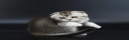 Scottish Fold cats for sale: LICENSED CATTERY PURE BREED TOP QUALITY KITTENS - Advert 21