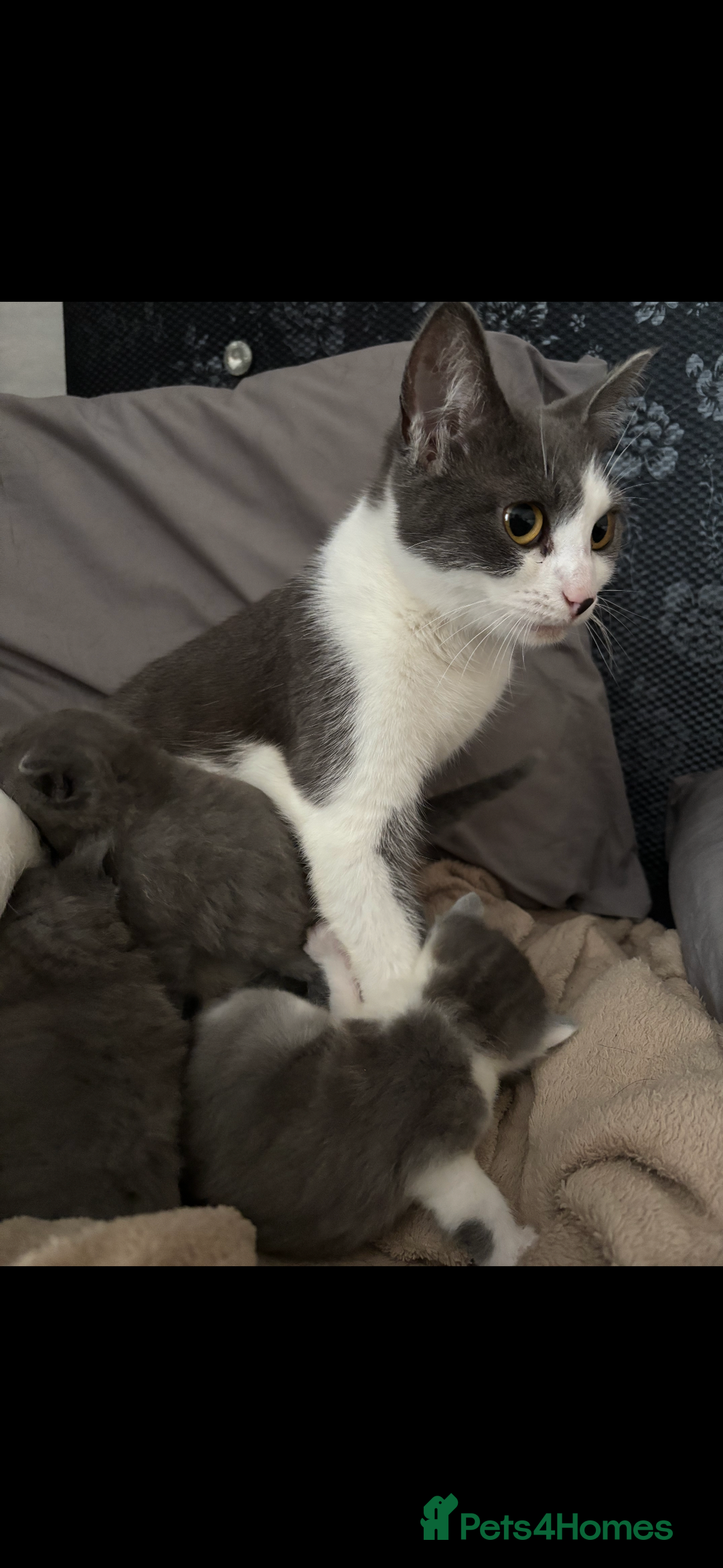 Scottish Fold cats for sale: Kittens for sale - Image 5