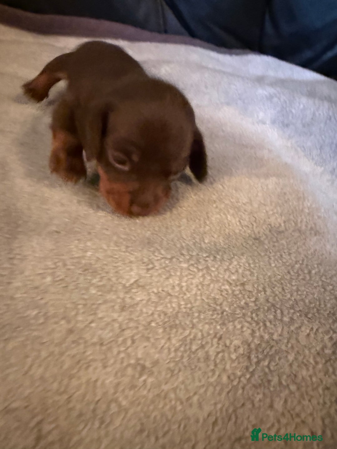 Miniature Dachshund dogs for sale: Miniature Dachshund puppies for sale - Advert 5