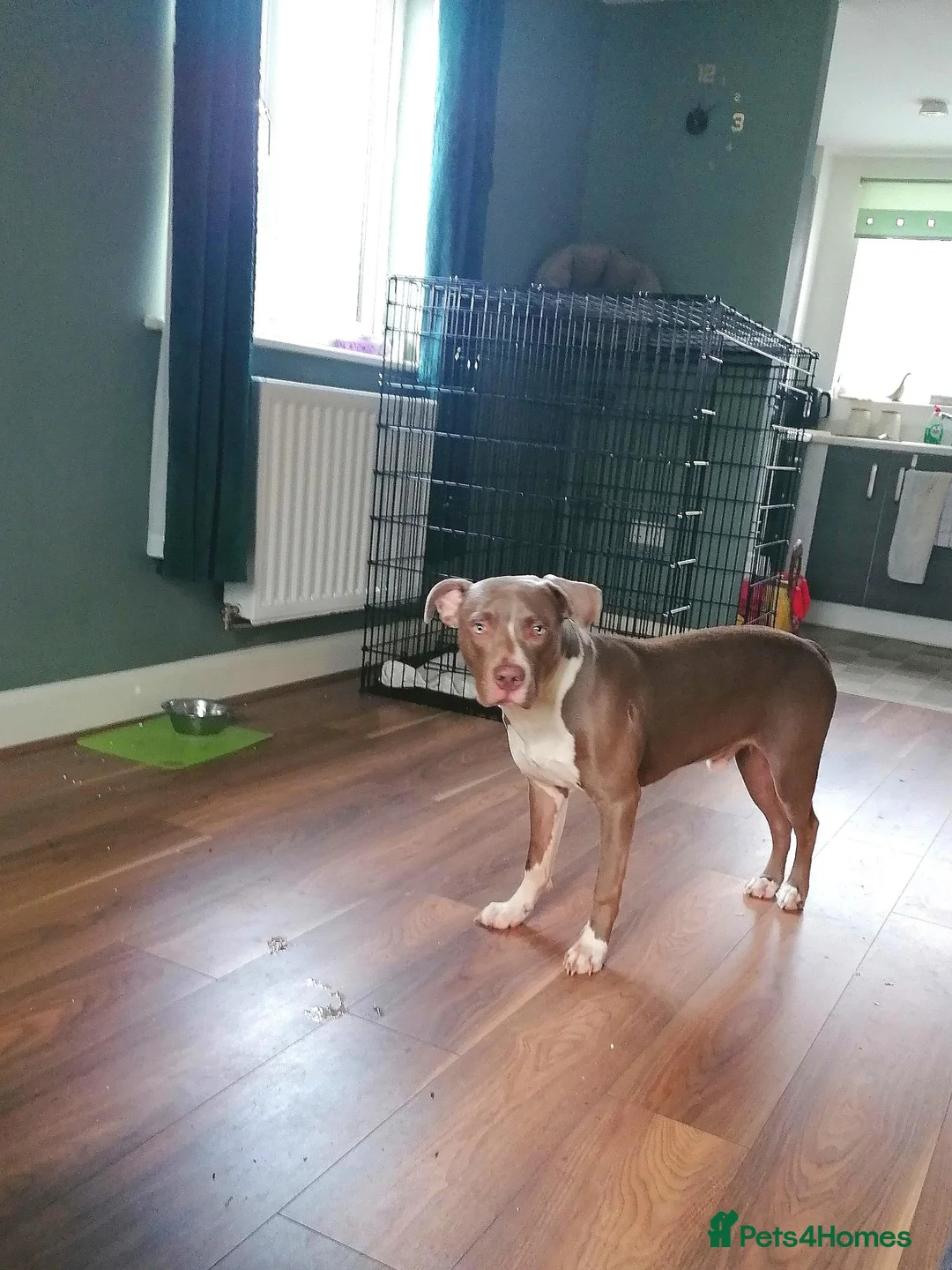 Staffordshire Bull Terrier dogs for sale: American staffy  in Derby - Advert 4