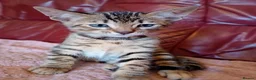 Bengal cats for sale: HomeRaised Bengal x Blue British Shorthair Kittens - Advert 9
