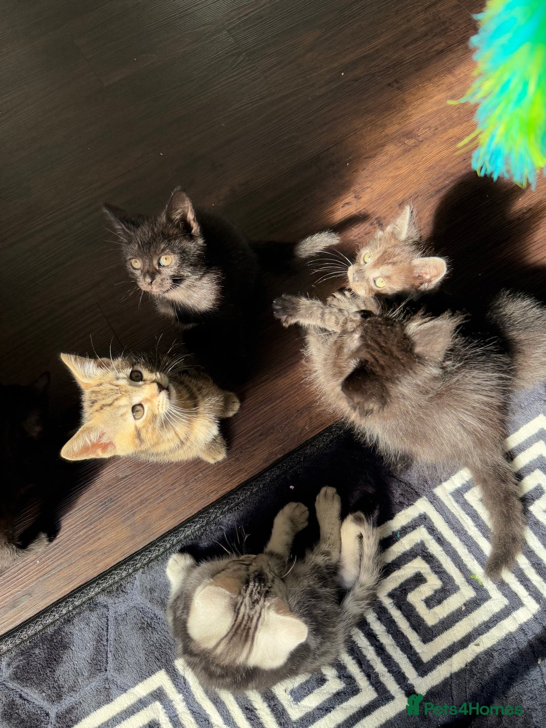 British Shorthair cats for sale: Kitten  - Image 16