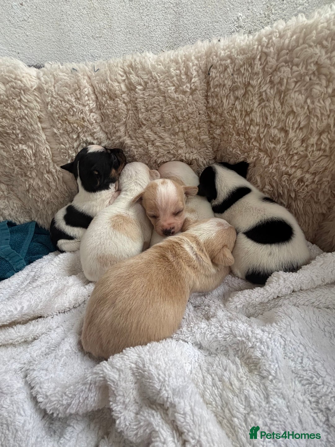 Mixed Breed dogs for sale: Adorable Jack Russel x Chihuahua puppies  - Image 5